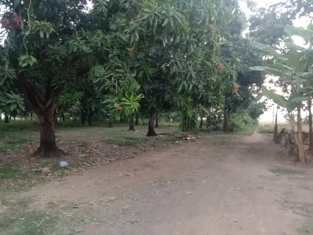 Dijual Murah Kebon Mangga Indramayu