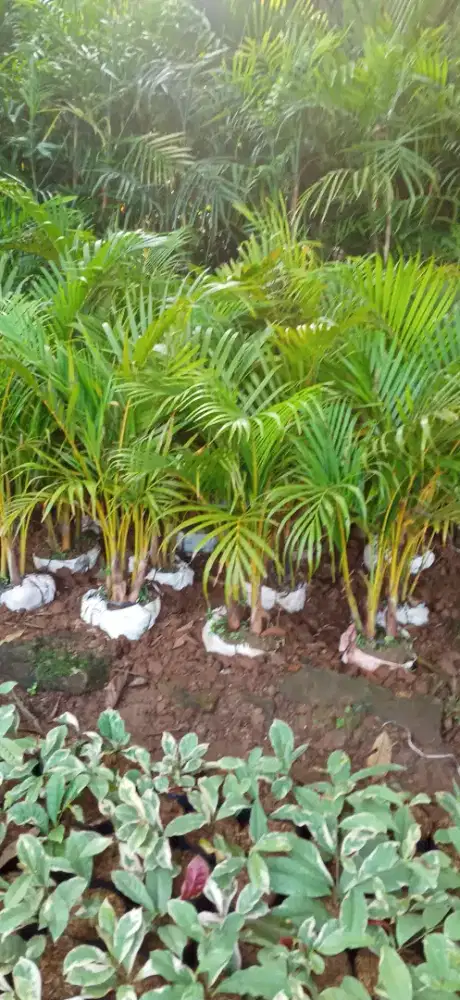 pohon palem tangerang,palem murah