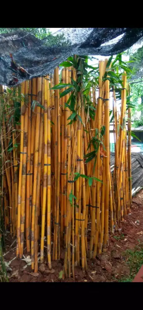 pohon bambu kuning,bambu jepang pagar