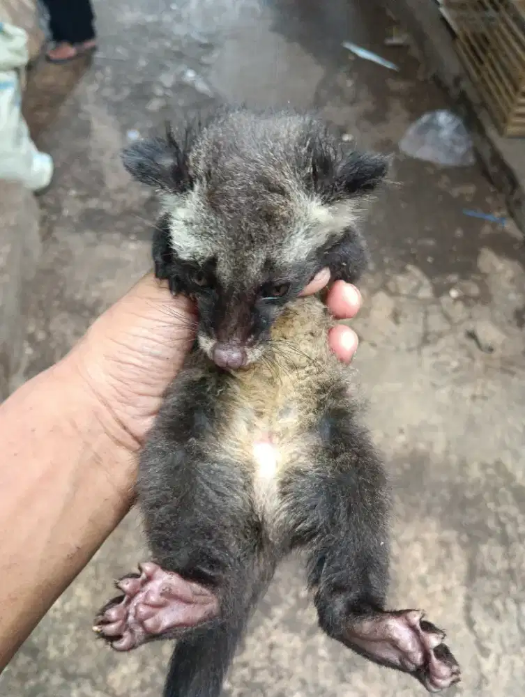 Baby musang pandan