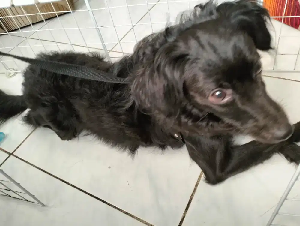 Dijual Toy poodle Hitam