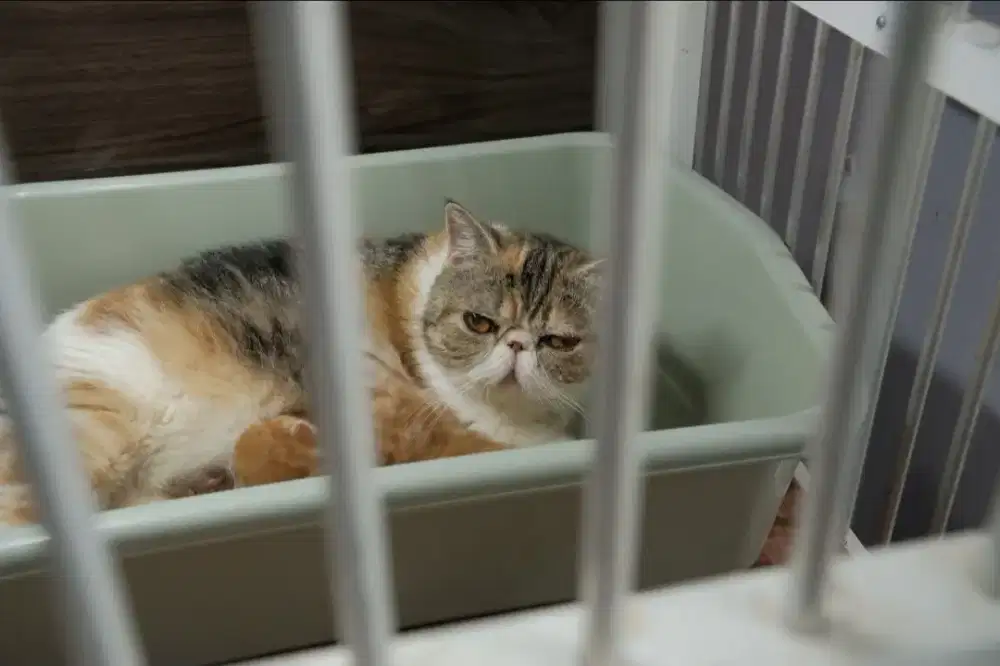 Kucing Persia Exotic Peaknose Bulu Pendek Pedigree ICA Sertifikat