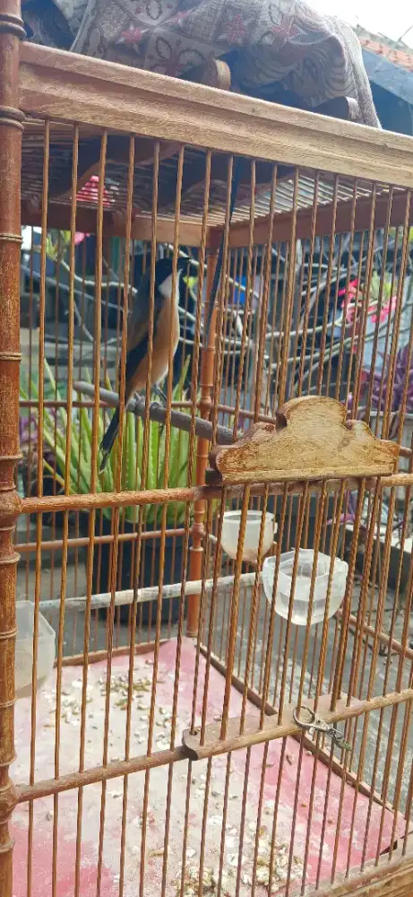 Pented/cendet jateng gacor no miyik isian grejan,kucing,lovebird  dll