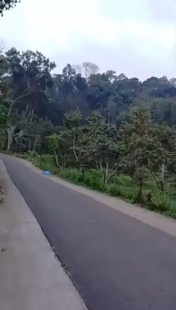 Murahh Dijual kavling Wonosalam Jombang ada bangunan & pohon durian