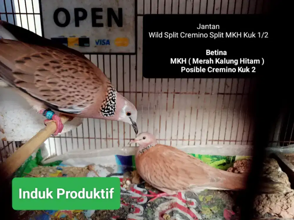 Indukan Tekukur Pencetak Mata Merah ( Harga BU )