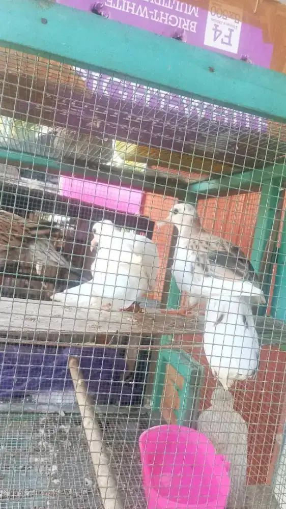Ready Anakan Tekukur Muktikuk Multigen