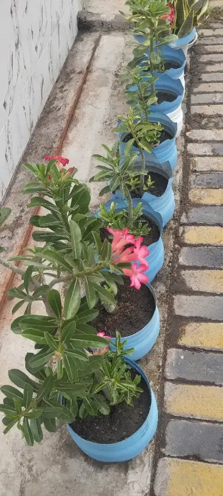 Tanaman Kamboja hias