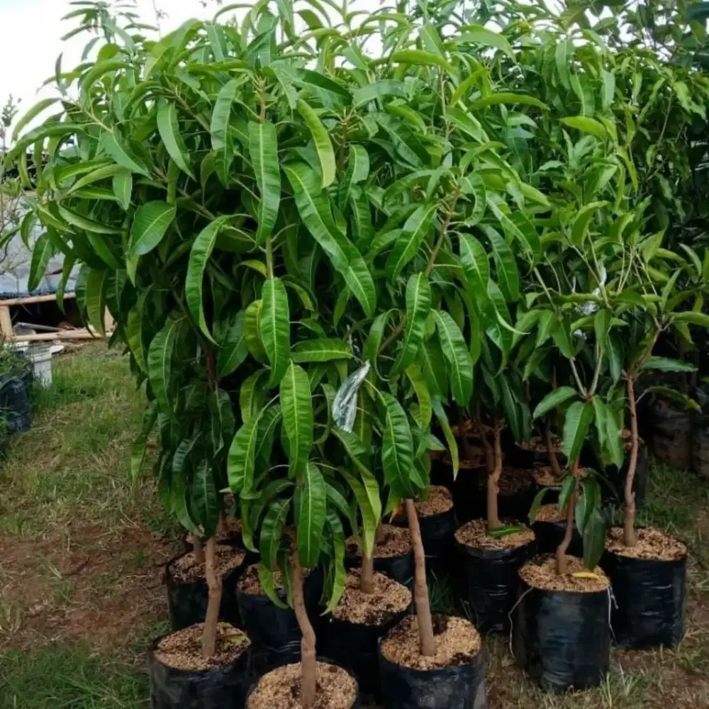 Jual BbitMangga CHOKANAN MADU GOLD /Thailand Min Pemblian 1Pohon Murah