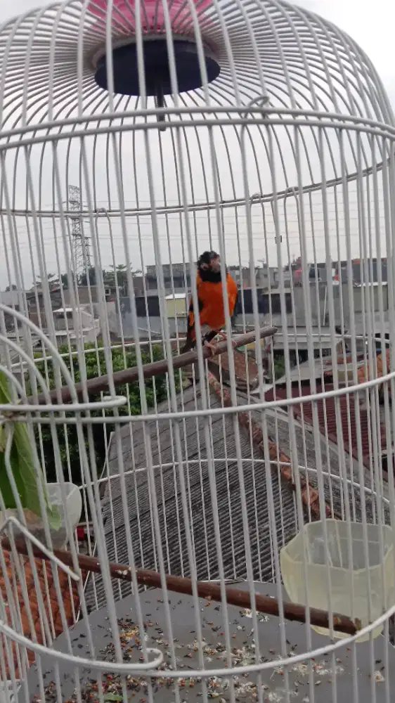 Siskin classic jantan gacor