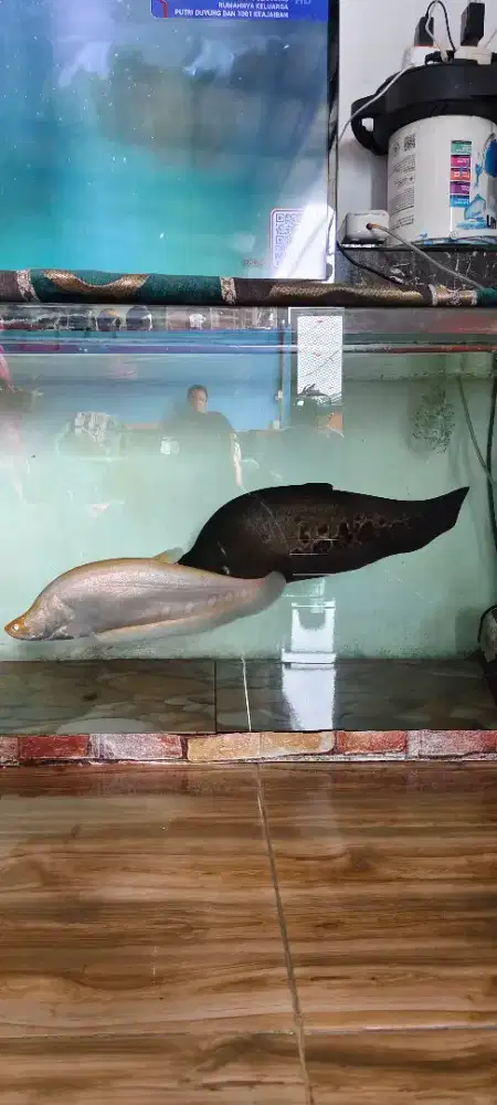 Jual Ikan Hias Di jamin