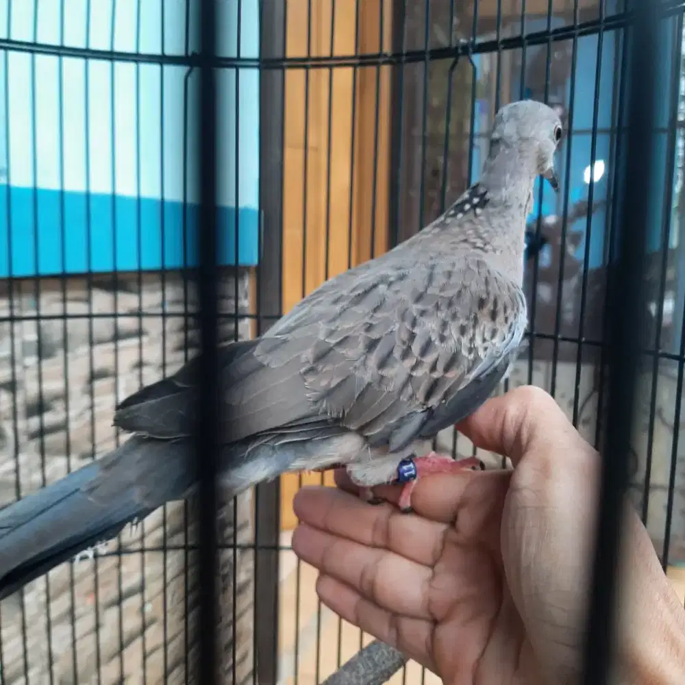 Burung Tekukur Lokal Jantan kuk 3 sandung4