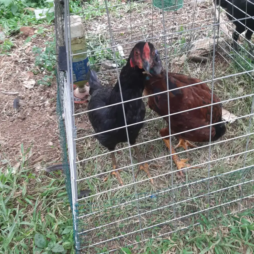 Ayam Jago silangan Bangkok x BoiLer