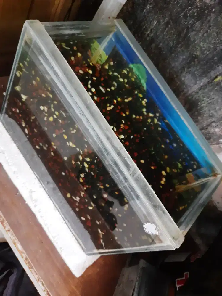 Aquarium bekas masih bagus