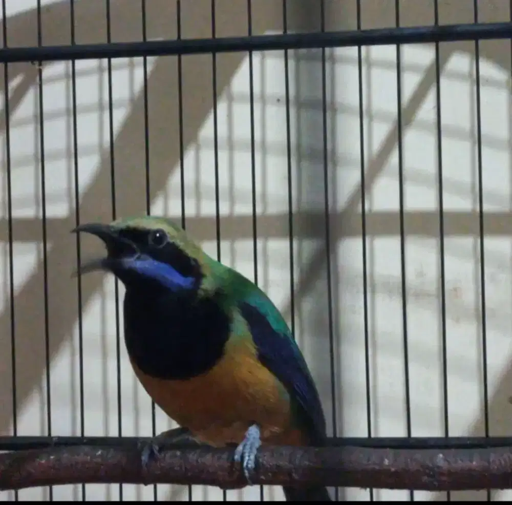 Sangkar dan burung udah istimewa mewah