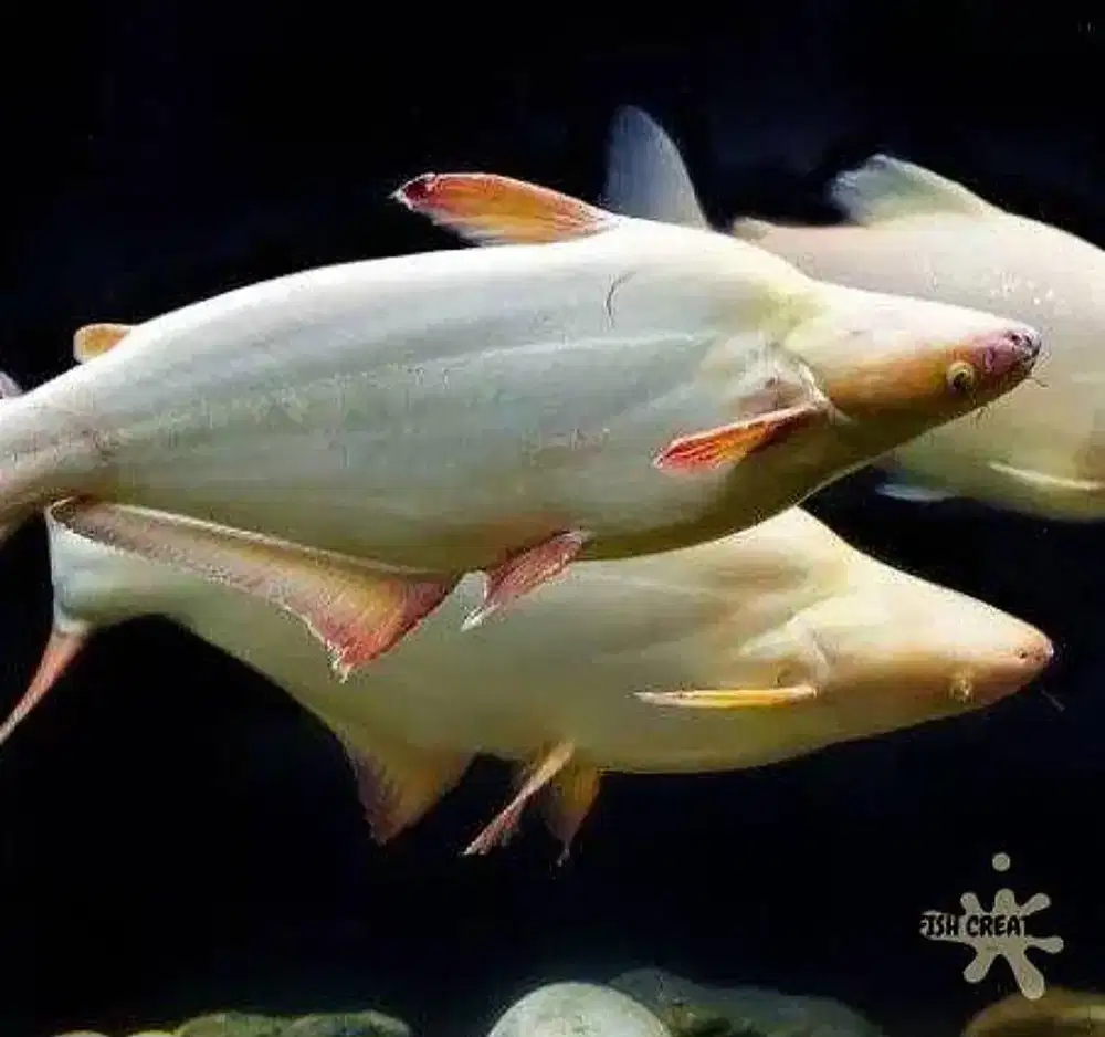 3 ekor patin albino super jumbo