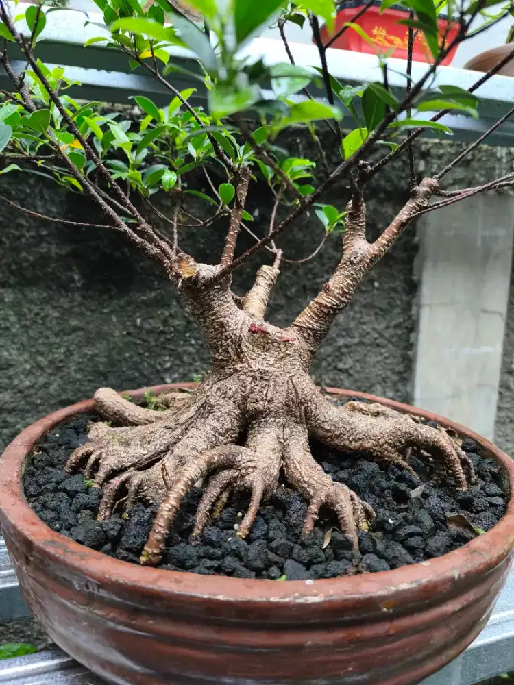 bonsai kimeng / bonsai beringin kimeng