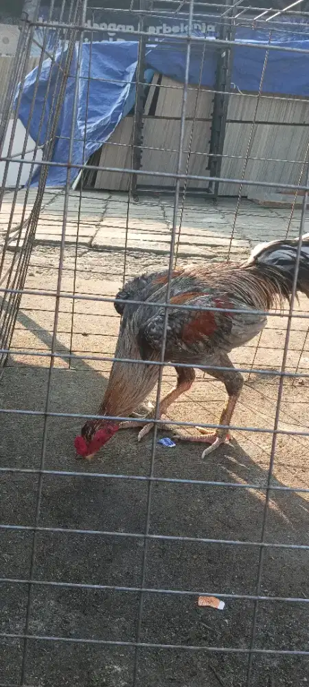 Ayam bangkok berbagai usia trah jelas banyak jenisnya ternakan sendiri