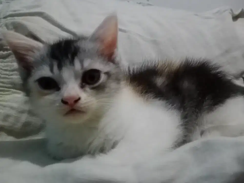 Jual Anak Kucing Persia short Hair umur 3 bulan