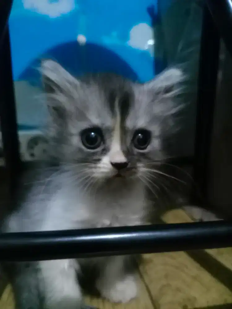 Lepas Adopsi Kitten Persia
