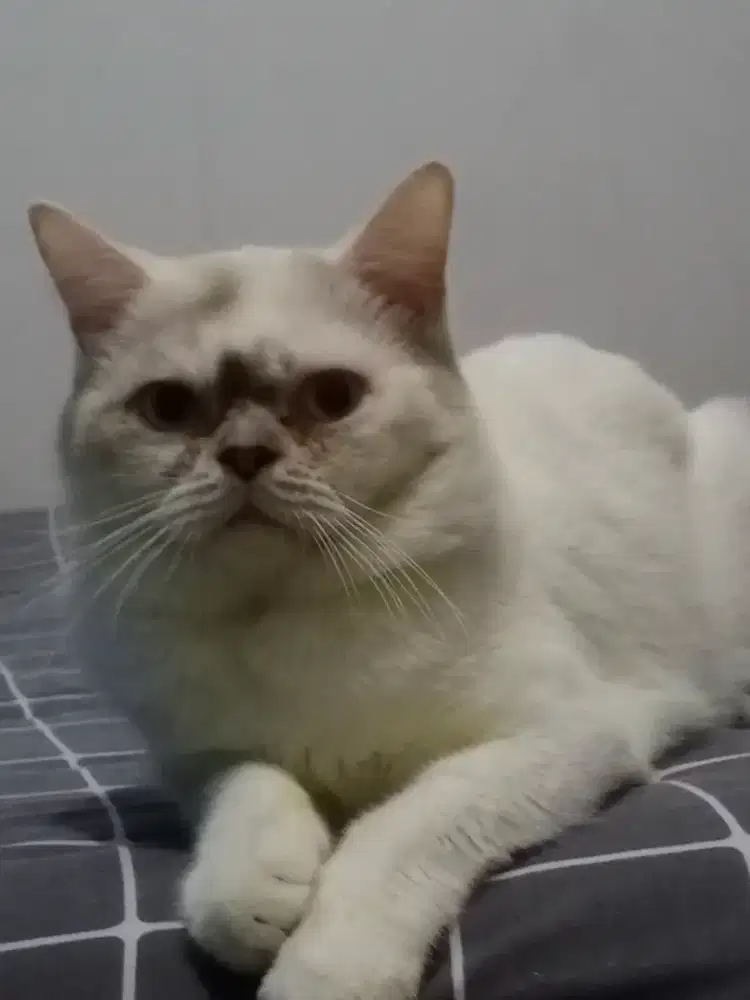 Lepas Adopsi Kucing Jantan Birahi