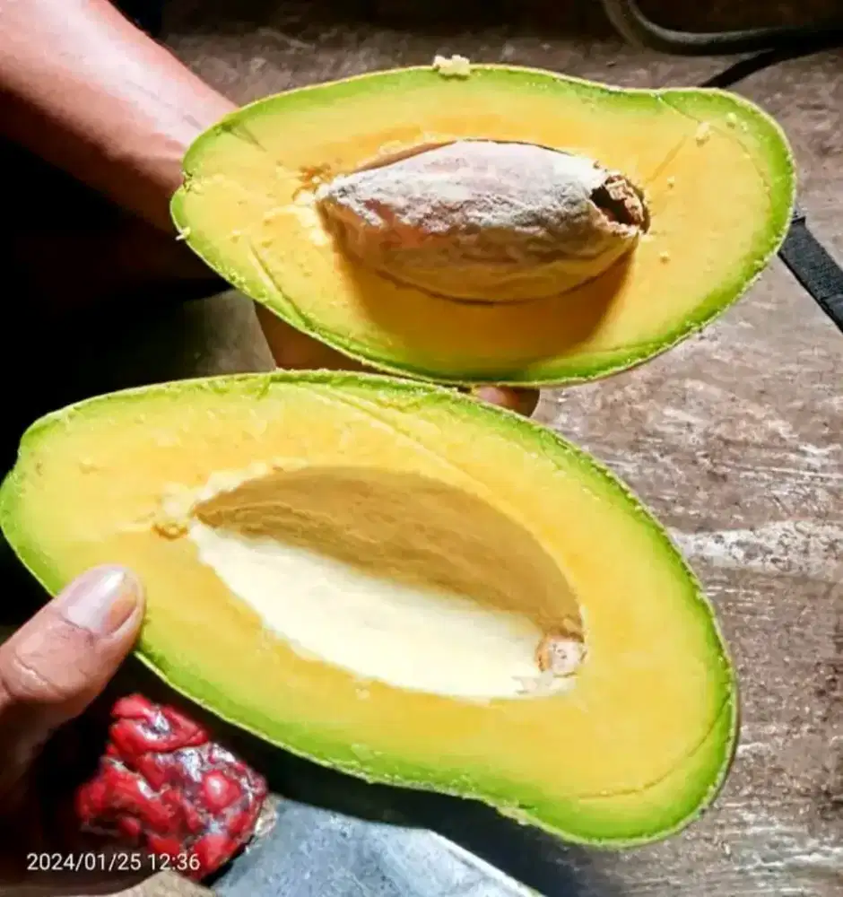 Alpukat Mentega Siger Medan, Jual Partaian pengiriman Medan