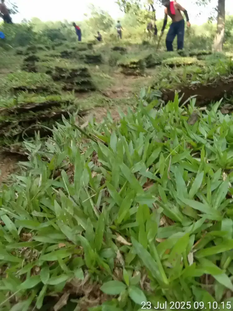 Tukang rumput paitan