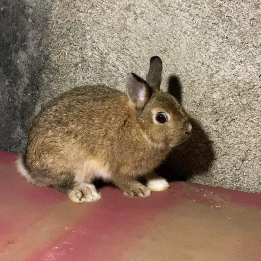 Kelinci Netherland Dwarf