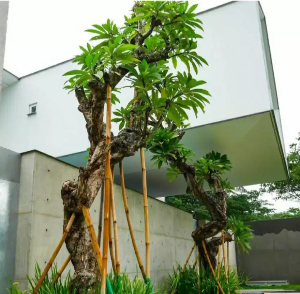Pohon posil Kamboja
