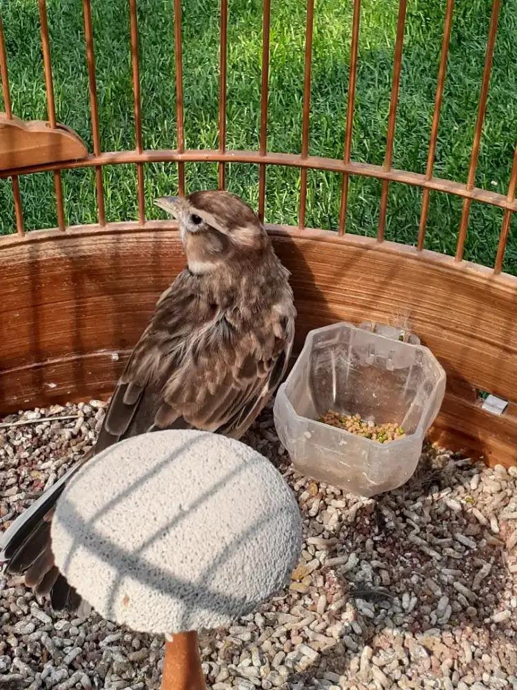 Burung Mongolian lark