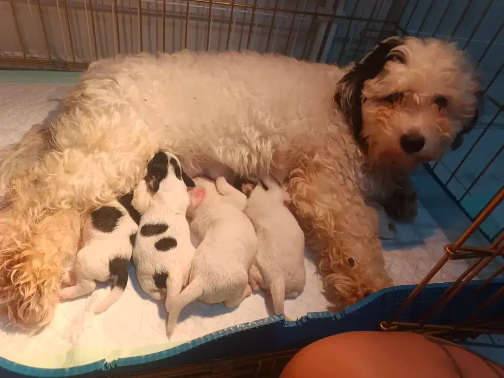 ShihpooChon Indukan Dan 5 puppies
