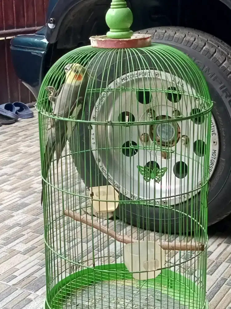 Burung falk Australi