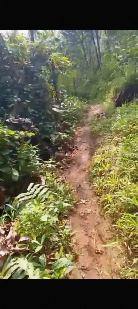 Tanah kebun cocok buat kebun duren