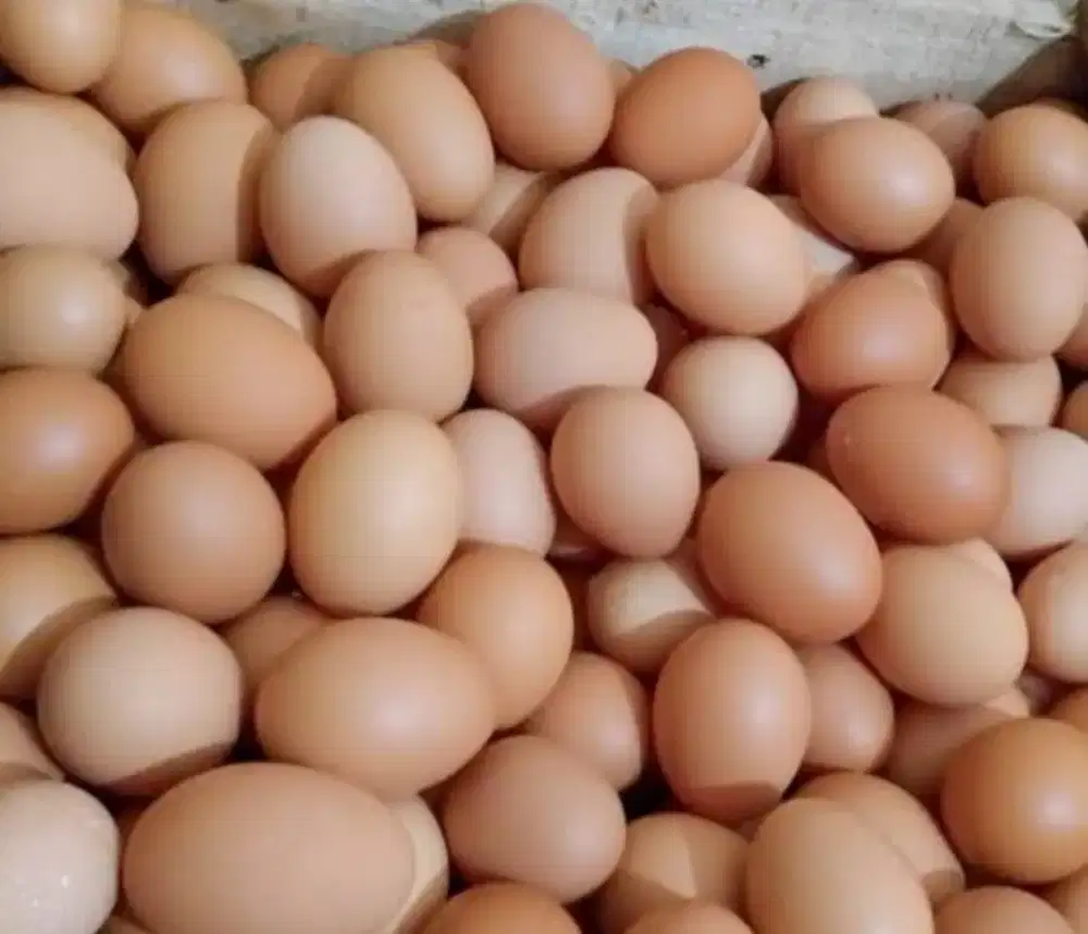 Sedia telur ayam kampung  fresh langsung dari kandang
