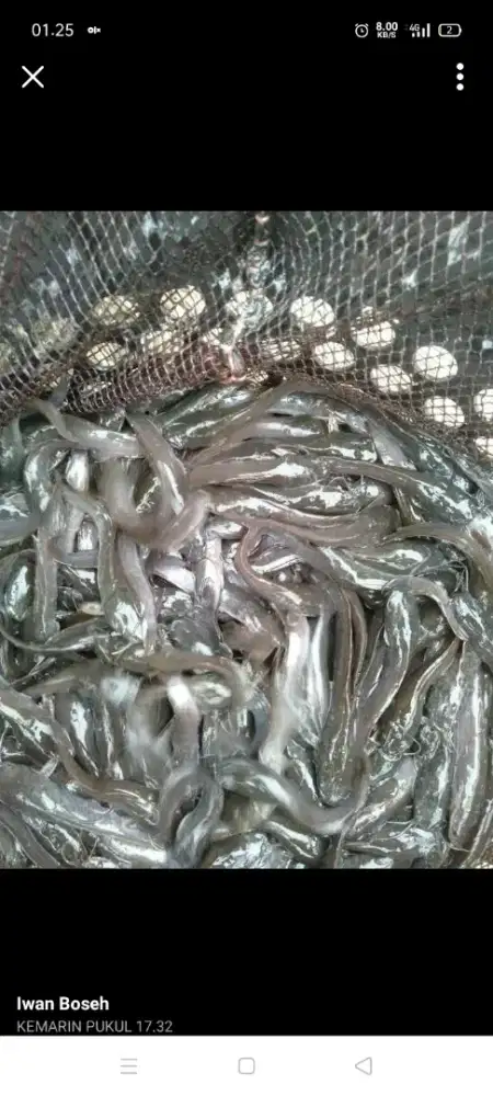 Jual bibit lele ukuran 7/8 semplingan /kg 300 Ekor