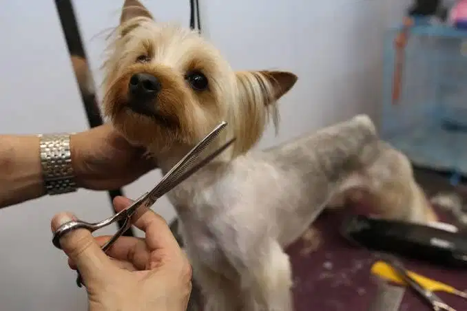 Lowongan Pekerjaan Pet Groomer Petshop | Anjing & Kucing