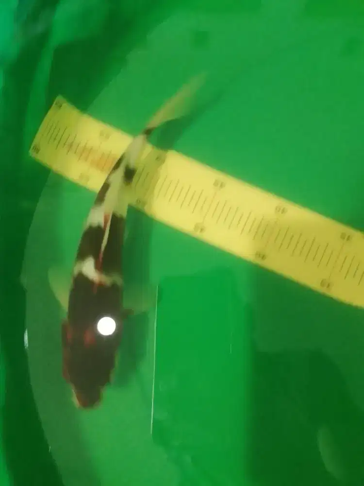 Ikan koi jenis Budo Goromo 26cm pola step