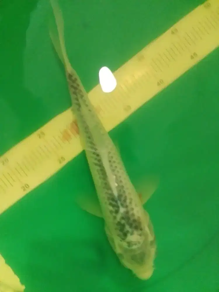 Ikan koi jenis Asagi 30cm
