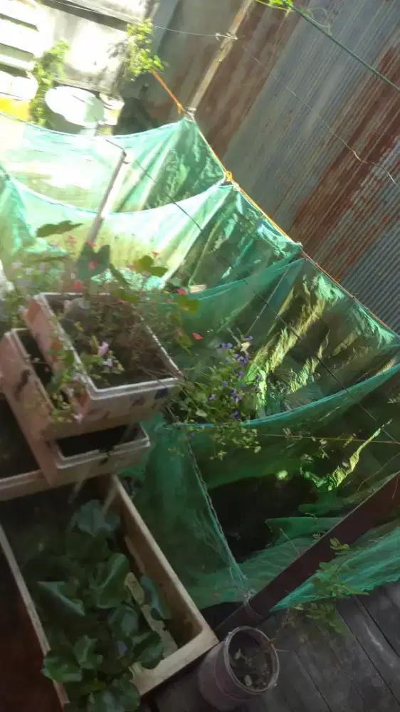 Hiasan aquarium Guppy platy danio ikan pedang