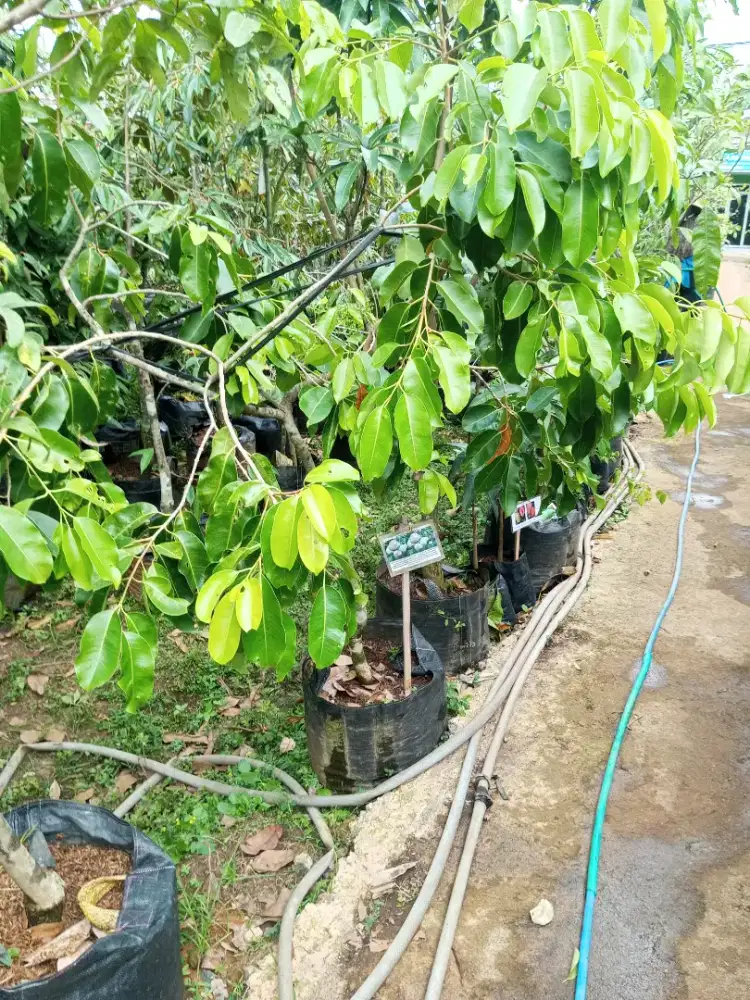 Bibit Duwet Putih / jamblang