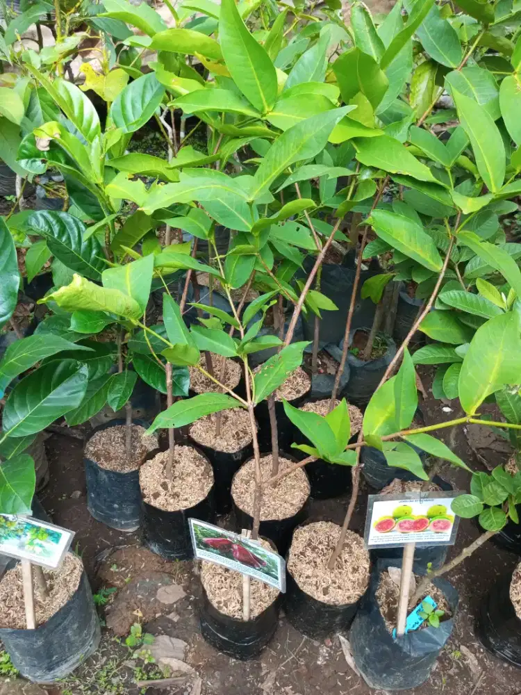 Bibit Jambu Air Citra