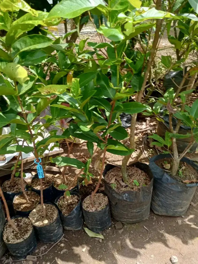 Bibit Jambu Air Kiojok