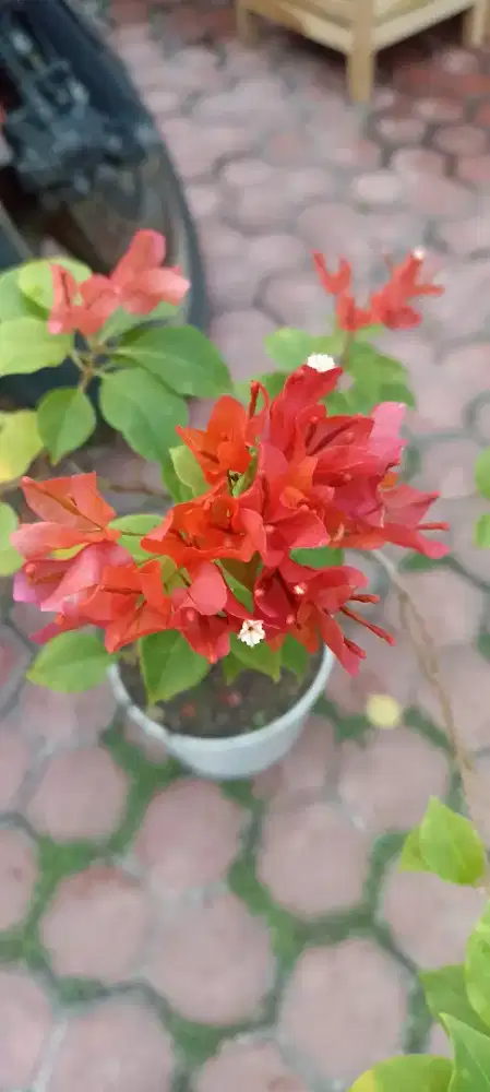 Bunga kertas bougenville