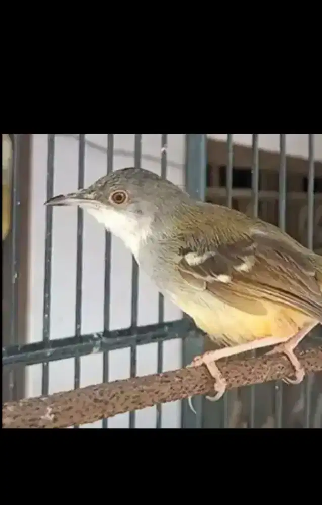 Ciblek Semi Rawatan Jantan.