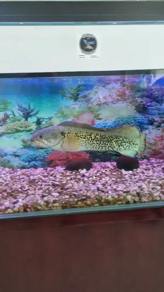 Dijual ikan channa barca