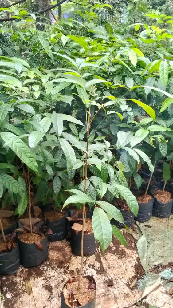 Bibit mahoni 1 meteran