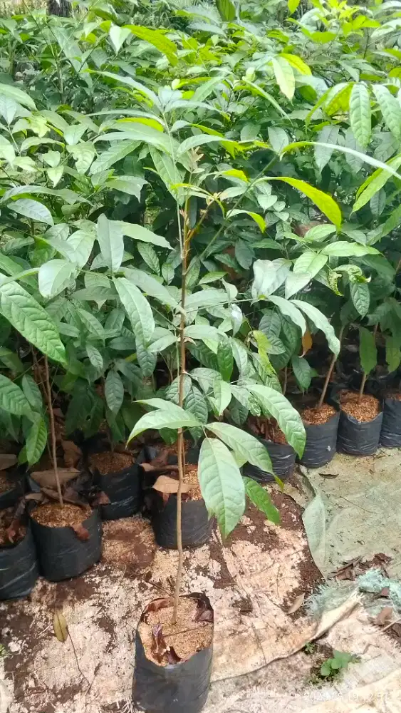 Pohon mahoni/bibit mohoni