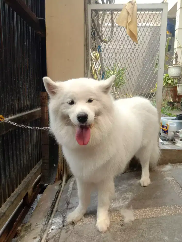 Grooming panggilan kerumah anjing dan kucing