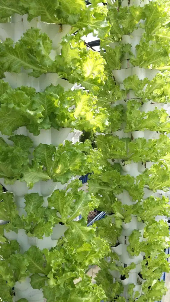 Tukang Kebun Untuk Hidroponik