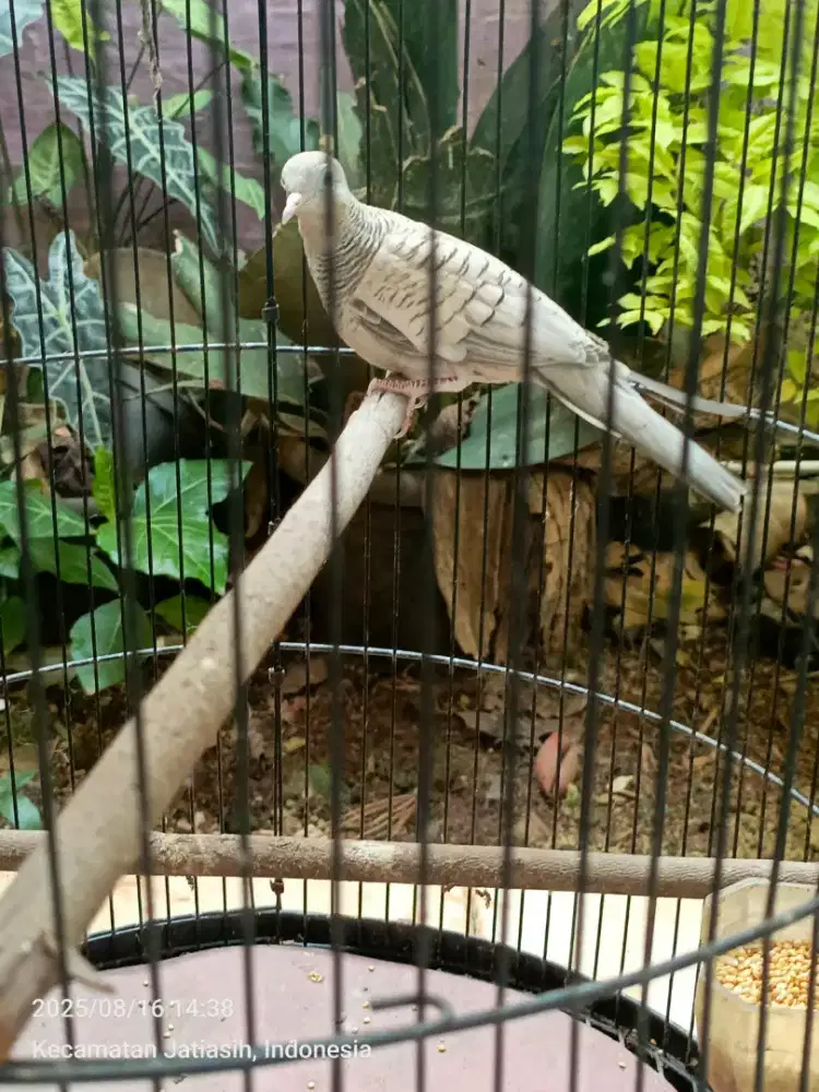 Burung Perkutut Sriwijaya