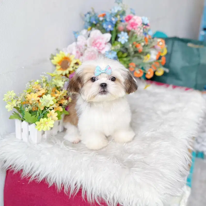 Mini shihtzhu super imut shihtzu shitshu shihtsu sitsu sitshu sitzhu